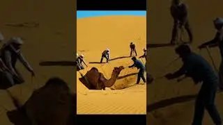 Camel vs Quicksand Rescue Mission #shorts #wildlife #animals #animalrescue #nature #desert #love #ai