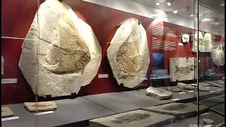Verona - Museo di Storia Naturale - Verona Natural History Museum