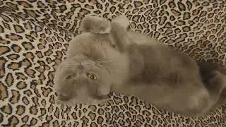 Шотландская вислоухая Котильда