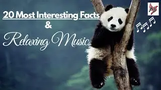 20 Most Interesting Facts & Soft Relaxing Music 🎧 for Deep Sleep, Study, Meditation ♪🎶