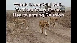 Cute LION CUBS Have Heartwarming Reunion With Their Family All Caught On Video