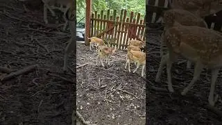 Deer park Aarhus 🌳🦌  #deer #animals