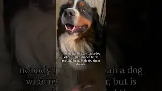 first dinner doesn&rsquo;t count mom! #dog #pets #funny #dogshorts #funnydogs #dogs #youtubeshorts #fyp