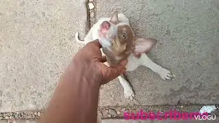දඟ පැංචෝ ටිකක් හම්බුනා බලන්නකෝ#dogs#viralvideo 