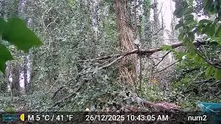 Funny squirrels chase each other, silly animals, fun Nature video, Nature trail cam footage 