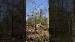 Threading smaller logs out through the woods #horselogging