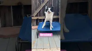 Я думаю, что моя собака пытается меня запугать.