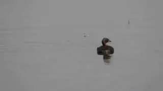 Dabchick / little grebe / dodaars