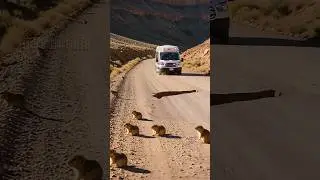 Gophers Help Ambulance Get Through A Landslide!#animals#rescue#wildlife#ai #moneylove#wildlife