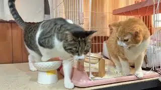 なかよし猫さんたちの朝ごはん【26年1月18日その1】