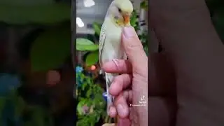 Playing with Budgies | How to Make Your Budgie Trust You