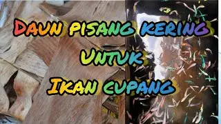 FUNGSI DAUN PISANG KERING UNTUK IKAN CUPANG