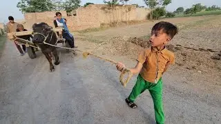 Buffalo cart riding | Village life Pakistan | Chacha Bhatija
