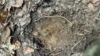 Metal Detecting Adventure Gone Wrong: A Grenade?!#noktamakrodetector #historyfacts #war