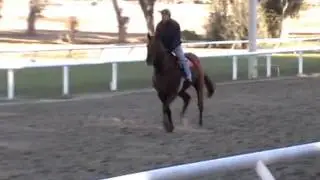 2007 Distorted Humor Colt