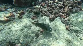 Kona Snorkeling