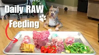 What feeding RAW FOOD DIET 🍗to my American Bully XL Puppy Looks Like! | Healthy Dog Meal Routine 🐾