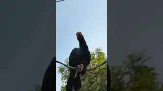 jhangli Aseel murgay
