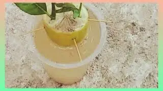 Grow Lemon Tree From lemon seeds with water 100% success!!||khattak Farming