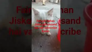 cute#parson #cat 🥸🥸🤩😂😅