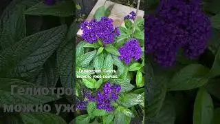 А Вы выращивали гелиотроп?