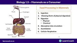 NCEA Biology Level 1 Mammals: Digestive System of Mammals