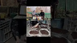Mushroom cultivation & Rooftop vegetables kitchen garden 