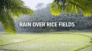 Rain Over Green Rice Fields (1 Hour) 🌧️ Nature Sounds for Deep Sleep & Relaxation