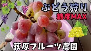 山梨県 荻原フルーツ農園でぶどう狩り！絶品シャインマスカットを絶景で食べる最高の体験ができます！