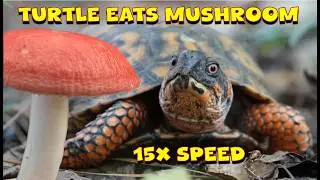 BOX TURTLE EATS MUSHROOM (15X Speed)