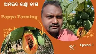 Papya farming #Amrut bhanda farming tips