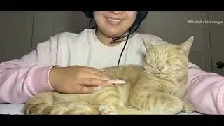 POV: You&rsquo;re Gaming and Your Cat Steals the Spotlight