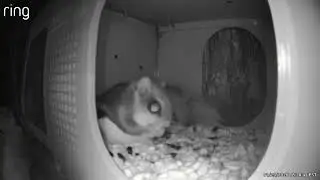 #flyingsquirrel #nightnature #naturelovers #squirrel #nighttime #nocturnalanimals 