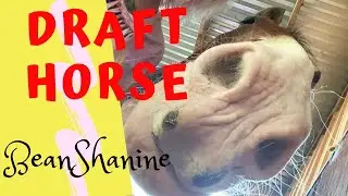 Clydesdale HORSE shakes like a dog| Draft horses| Bean Shanine