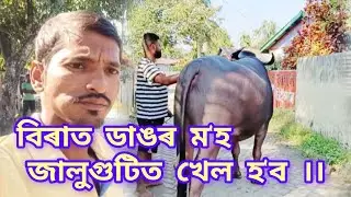 বিৰাত ডাঙৰ ম'হ টো।।জালুগুটী খেল হ'ব।।🔥DMA MORIGAON ll 