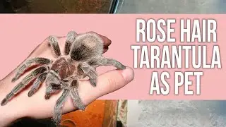 Is Rose Hair Tarantula as Pet Good for Beginners