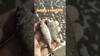 helping our underwater friends small fish #shorts #animals #fish #love #comment #video #trending