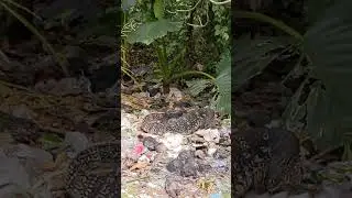 Large monitor lizard searches for food in a pile of trash / Варан ищет чем бы поживиться...