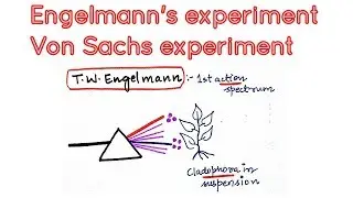 Engelmann's experiment using cladophora and aerobic bacteria in photosynthesis.