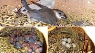 Java Breeding Progress Complete Setup Review || Bache hi Bache MashaAllah || Home Breed