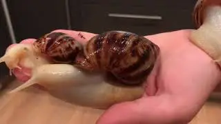 Albino giant african land snail