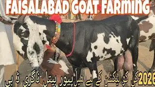 FAISLABAD GOAT FARMING FIRST VIDEO PAKISTAN TOP 2 BREEDS NAGRA BEETLE BLACK BEETLE MALE FEMALE 2025