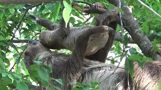 ナマケモノの赤ちゃんが可愛い&hearts; Cute sloth baby and mother #128 【Cute animal baby videos】