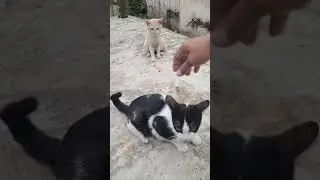 Waow... Pagi2  jumpa kucing birahi.