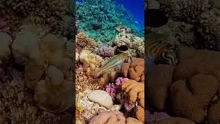 Klunzingers wrasse fish 🐟 Red Sea coral reef, Egypt. #fish #coralreef #ocean #scubadiving
