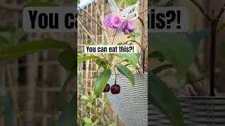 You can actually eat fuchsia berries #gardening #edible #plants