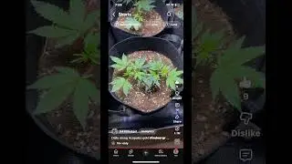 Clones Timelapse??? #growtips #indoorgrowing #garden #plants #420 #cannabisdaily #cannabiseducation