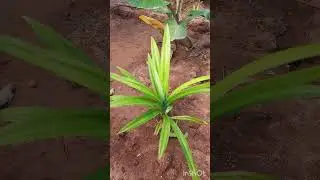 Basmati rice  flavoured leaves🍃  biryani leaf  #basmati leaf plant #biryani leaves பிரியாணி இலை