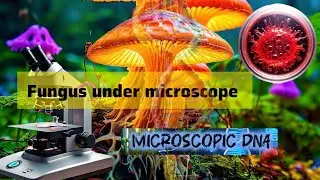 Fungus 🍄&zwj;🟫 under microscope #youtube #trending #viral_video #shorts #microscope #biology #neet