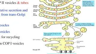 Intracellular Membranes Part 5